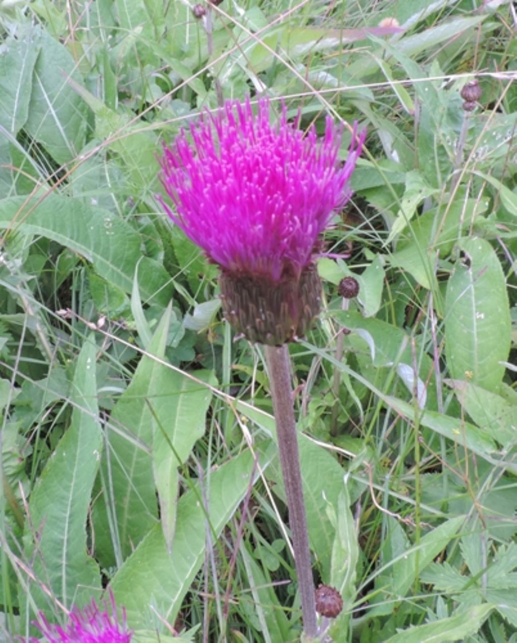 Rosso viola - Cirsium heterophyllum